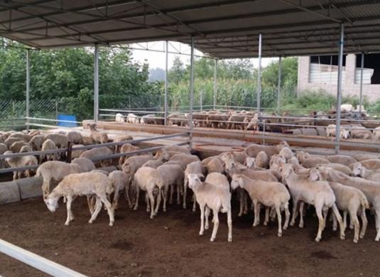肉羊前的市场调研㈠调查当地羊肉销售市场对市场规模和流通情况,产品