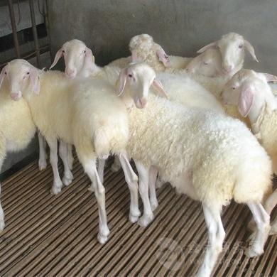 乌鲁木齐小尾寒羊 新疆乌鲁木齐养的价格价格山东郓城路华养殖场 肉羊